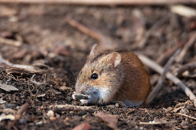 Il mouse da campo a strisce