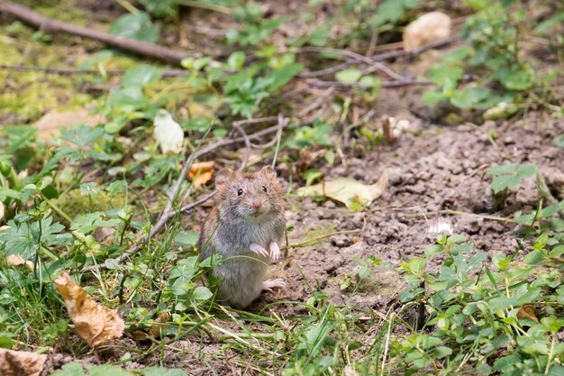 Foto il mouse da campo a strisce