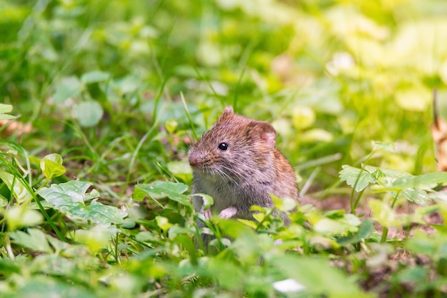 The striped field mouse