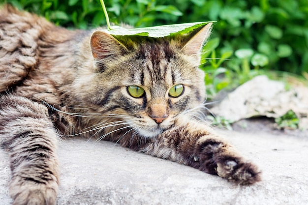 A striped, fluffy cat with a green leaf on his head lies in the grass