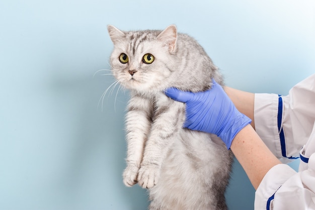 A striped gray big cat in the hands of a veterinarian on a light blue background. In the clinic, a pet is examined by a doctor.