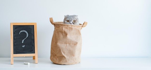 Il gattino dispettoso grigio a strisce guarda fuori dalla borsa con i suoi occhi su uno sfondo bianco