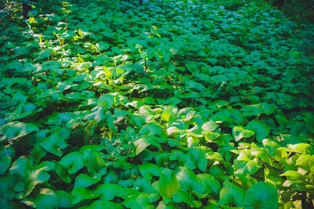 Striped green leaf on leaves