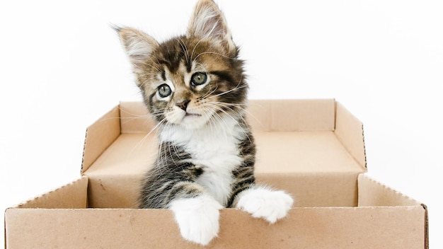 紙箱の中に隠れているストライプの灰色の子猫