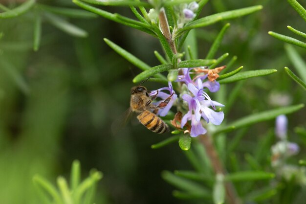 Striped honey bee flying bug on a rosemary blooming flower