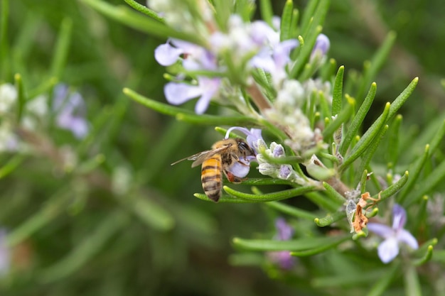 Photo striped honey bee flying bug on a rosemary blooming flower