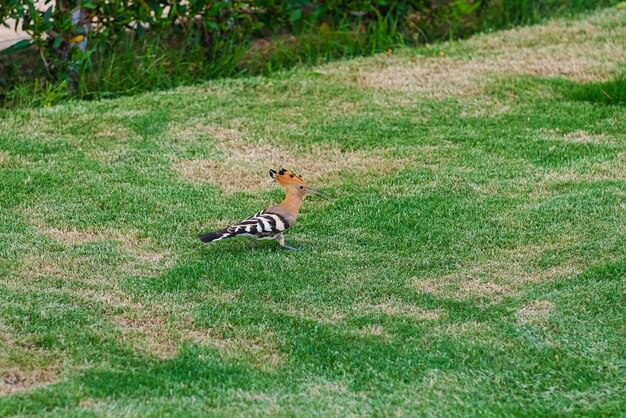 Photo striped hoopoe walks on a green meadow