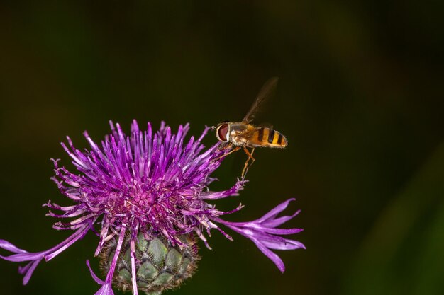 Striped hoverfly insect flying to a thistle flower macro photography Volucella ianis closeup photo