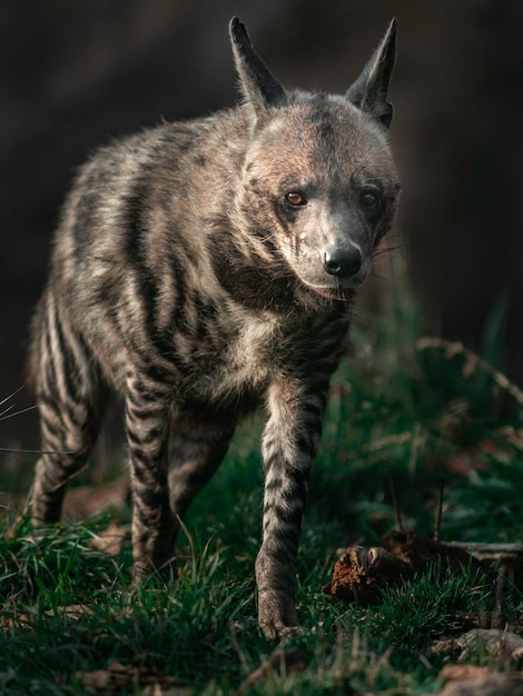 Striped hyena