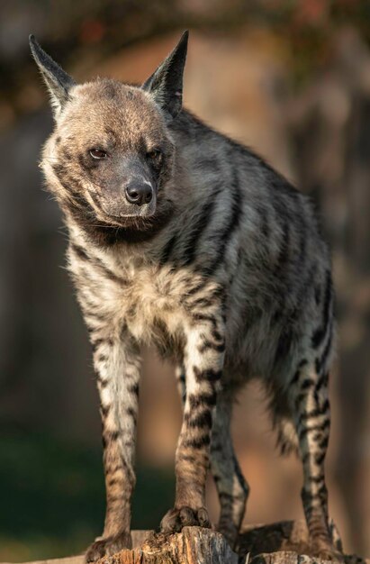 Striped hyena