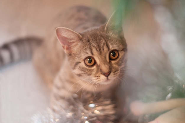 Striped kitten on a blurry festive background