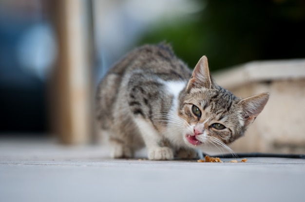 Striped kitten eats dry food on the pavement.