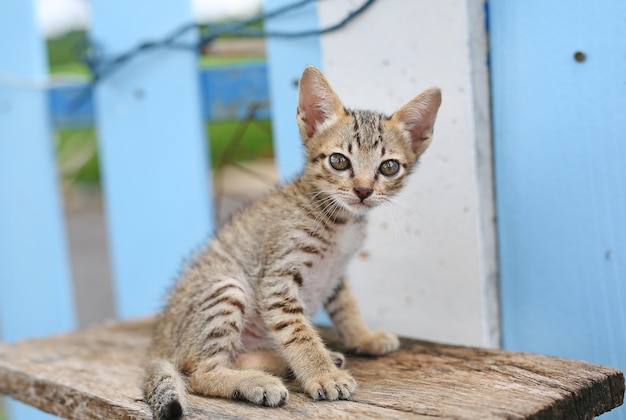 ストレートな子猫は、カメラを見て無邪気な外観