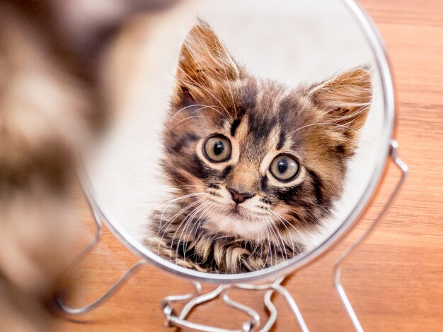 A striped kitten looks curiously in a round mirror