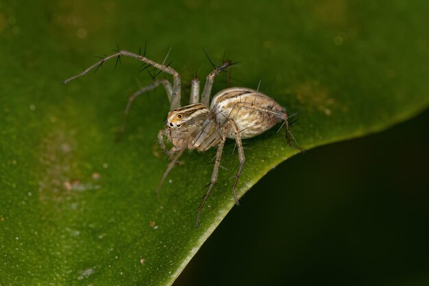 Striped lynx spider of the genus oxyopes