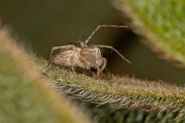 Striped Lynx Spider of the genus Oxyopes