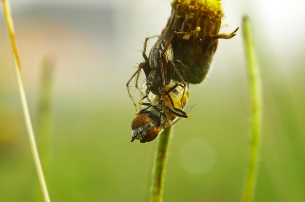 Photo striped lynx spider preys the flies