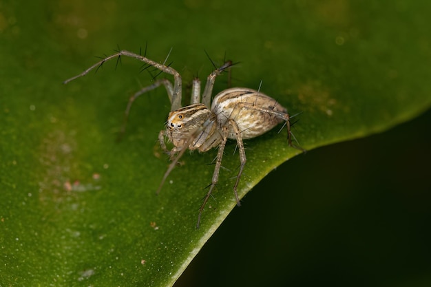 Striped Lynx Spider