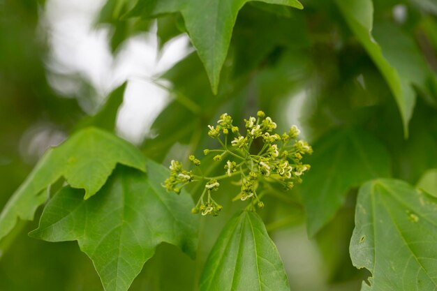 Striped maple flowers blooming in spring selective focus closeup