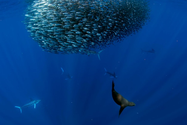 Striped marlin and sea lion hunting in sardine bait ball in pacific ocean