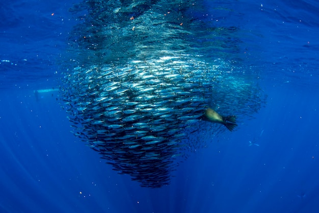 Striped marlin and sea lion hunting in sardine bait ball in pacific ocean