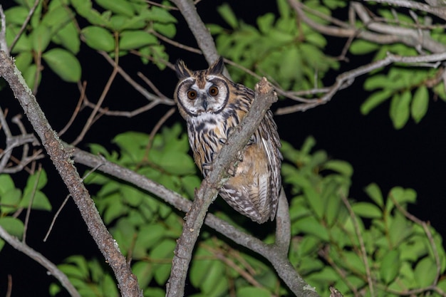 Striped Owl on tree branch