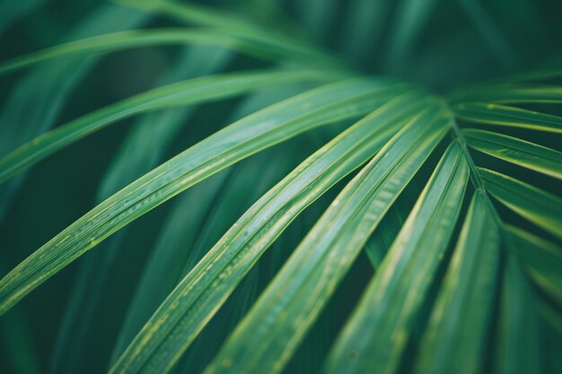 Striped of palm leaf Abstract green texture