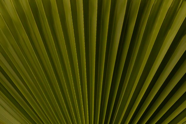 Striped of palm leaf