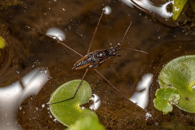 Striped Pond Skater Insect