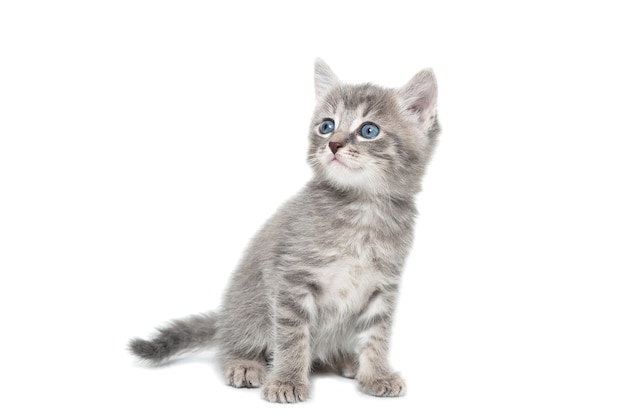 A striped purebred kitten sits on a white background