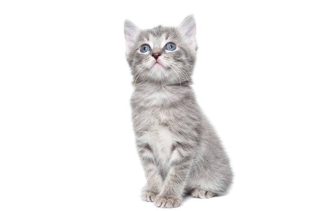 A striped purebred kitten sits on a white background