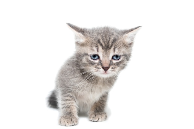 Striped purebred kitten sits on a white background