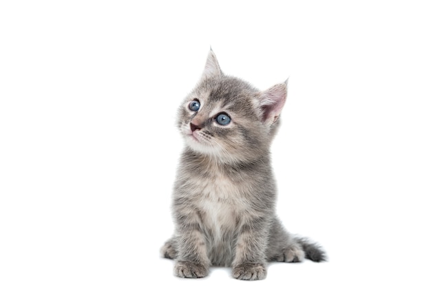 A striped purebred kitten sits on a white background