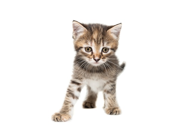 A striped purebred kitten sits on a white background