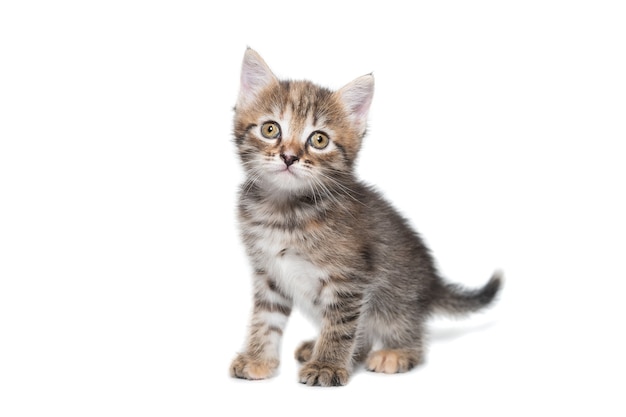 A striped purebred kitten sits on a white background