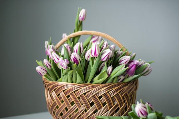 Striped purple fleming flag tulips are on the table in a basket Bouquet of flowers