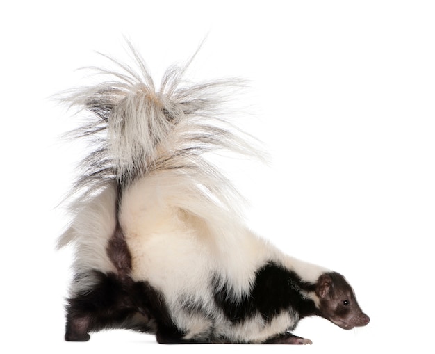 Striped Skunk, Mephitis Mephitis standing on white isolated