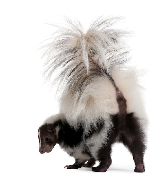 Striped Skunk, Mephitis Mephitis standing on white isolated