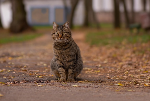 Striped tabby cat portrait close up in the autumn forest Beautifully marked tabby cat