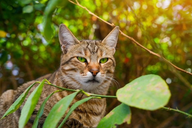 Striped tabby cat with bright green eyes on the background of foliage and sunlight close-up