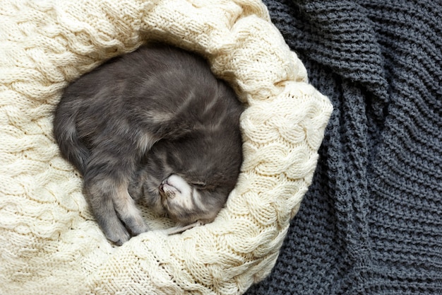 Striped tabby gray kitten sleeping curl up on white fluffy blanket