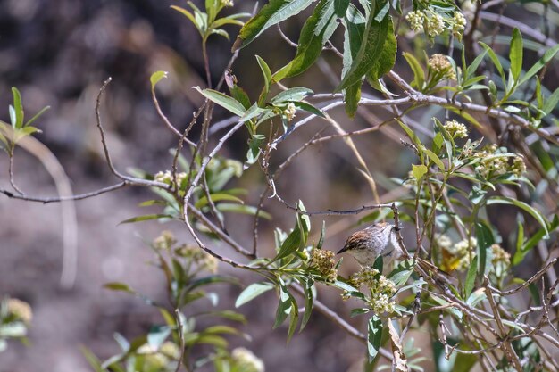 Striped TitSpinetail Leptasthenura striata