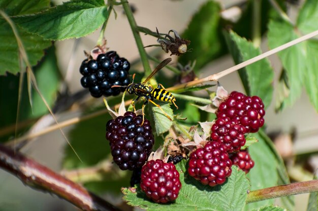 Striped wasp in the summer garden on black mulberries