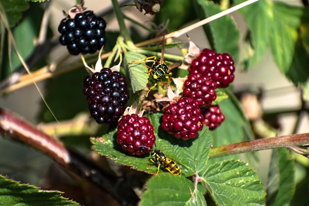 Striped wasps in the summer garden on black mulberries