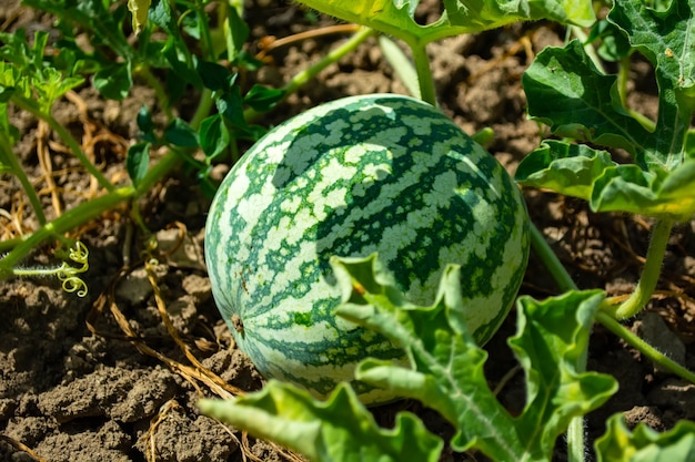 Striped watermelon on the field during ripening