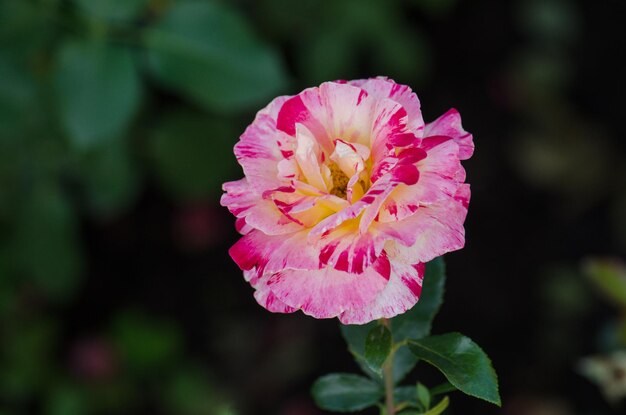 縞模様の黄色と赤のバラは赤い縞模様の二色の黄色いバラの花を育てました