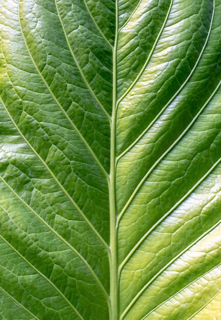 Stripes bright green foliage