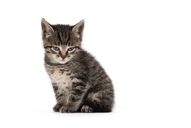 Stripped angry little cat on a white background High quality photo
