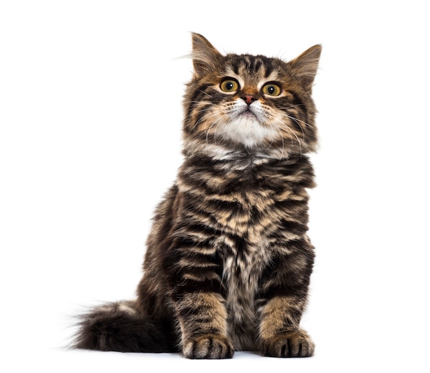 Stripped kitten mixed-breed cat sitting, looking up isolated on white