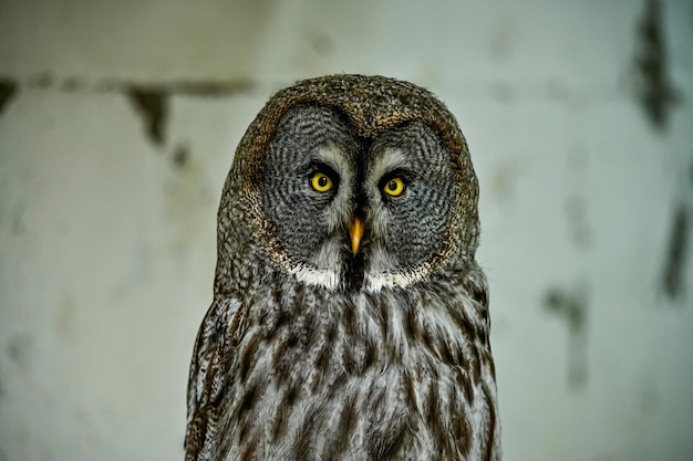 Strix nebulosa または偉大な灰色のフクロウは家族 Srigidae の大きな猛禽類です。